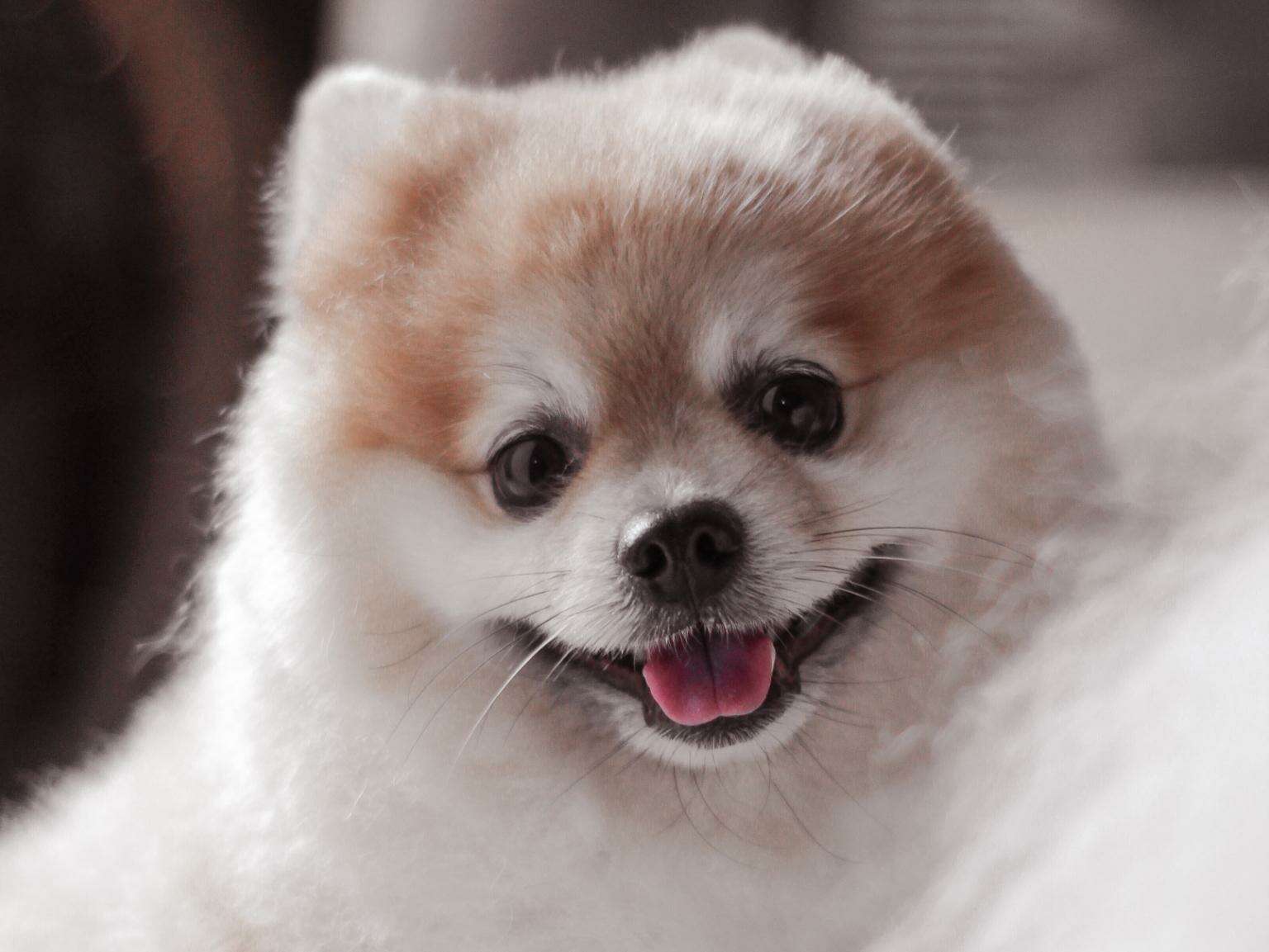 A happy puppy