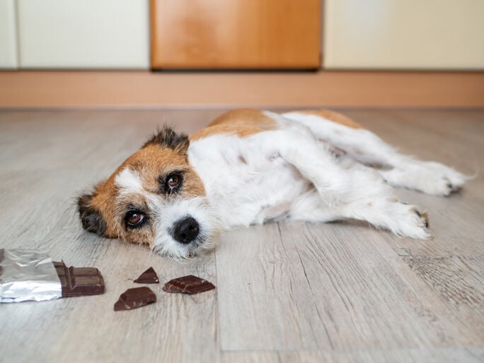 dog laying on the floor and looking at the chocolate