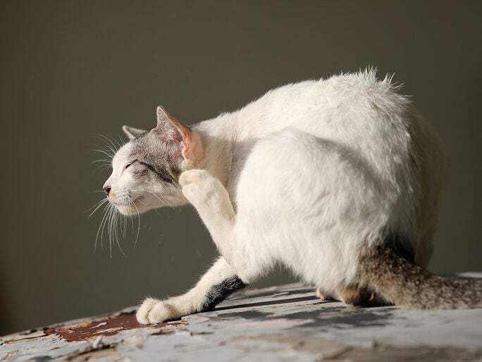 A cat scratching behind its ear