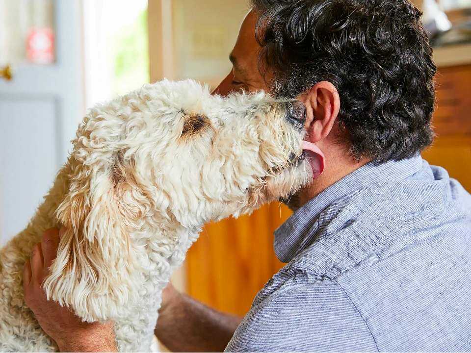 dog licking its owner