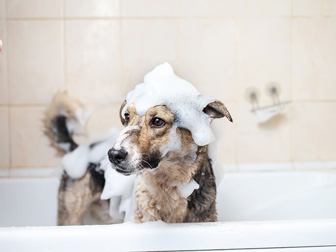 dog covered with foam 