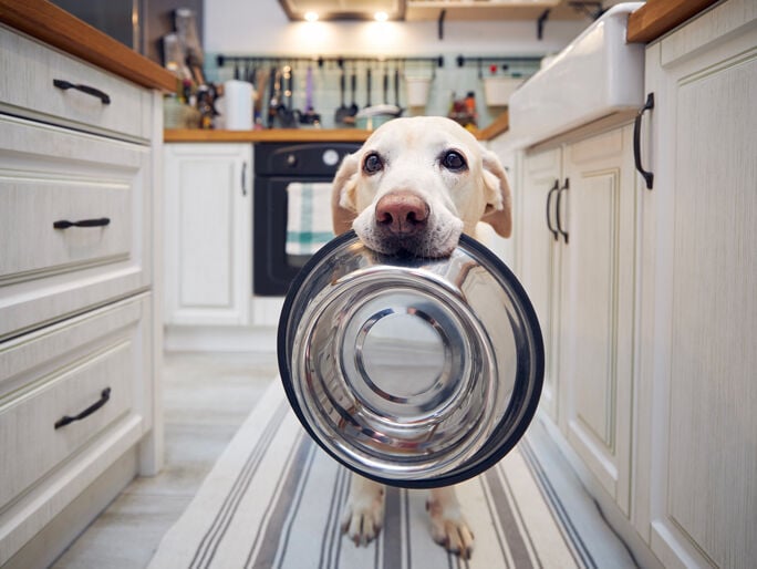 dog is ready to have food