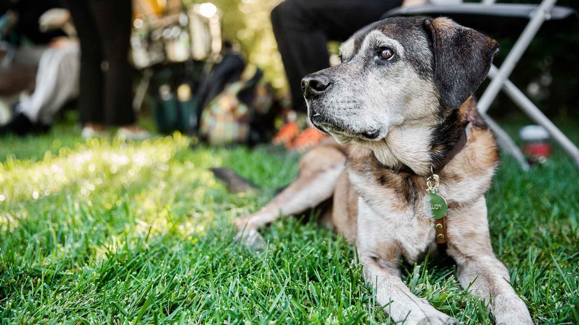 An Australian Shepherd lays in the grass