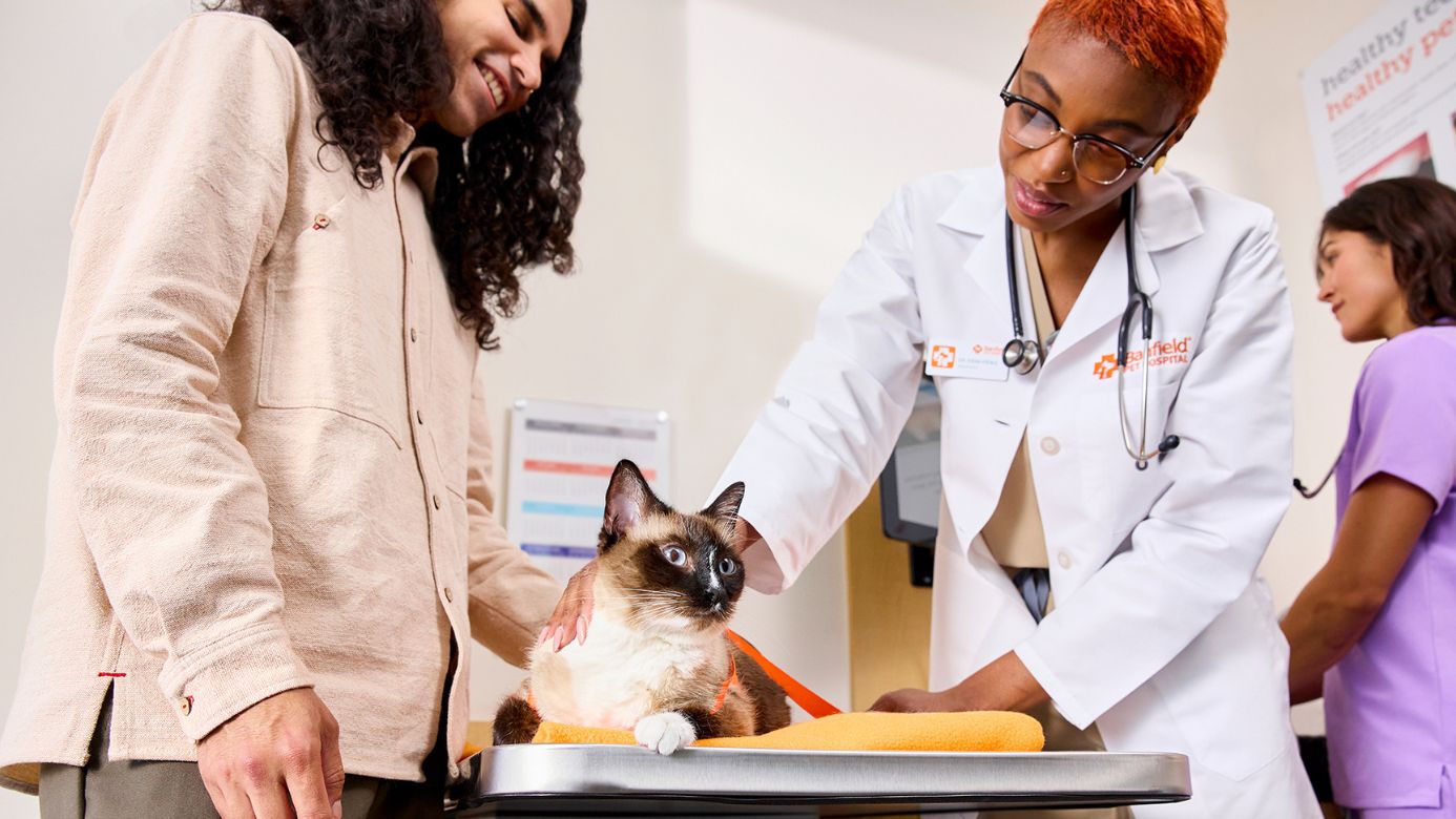 A vet examining a cat next to its owner