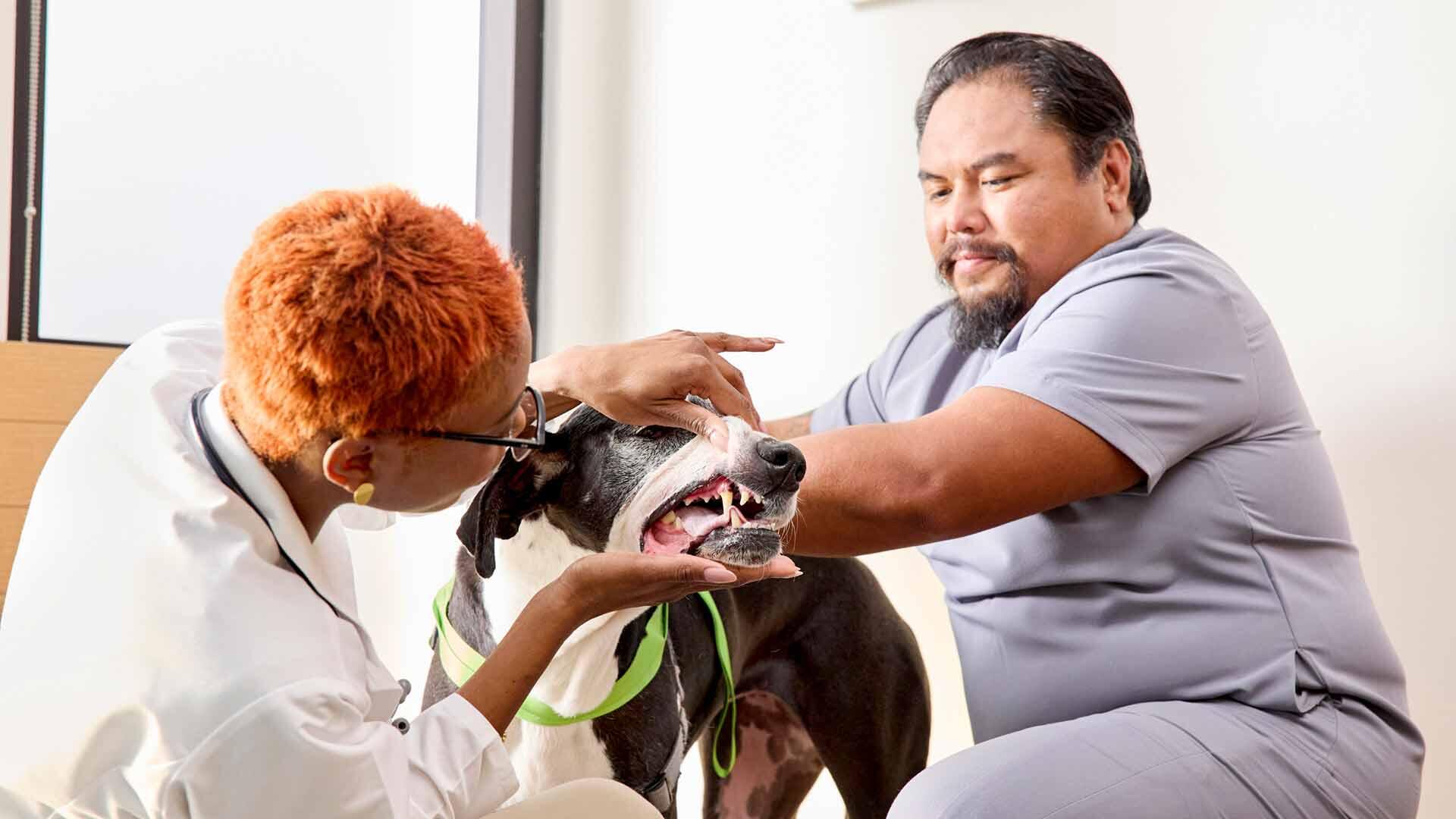 A vet and vet tech conducting a dental exam