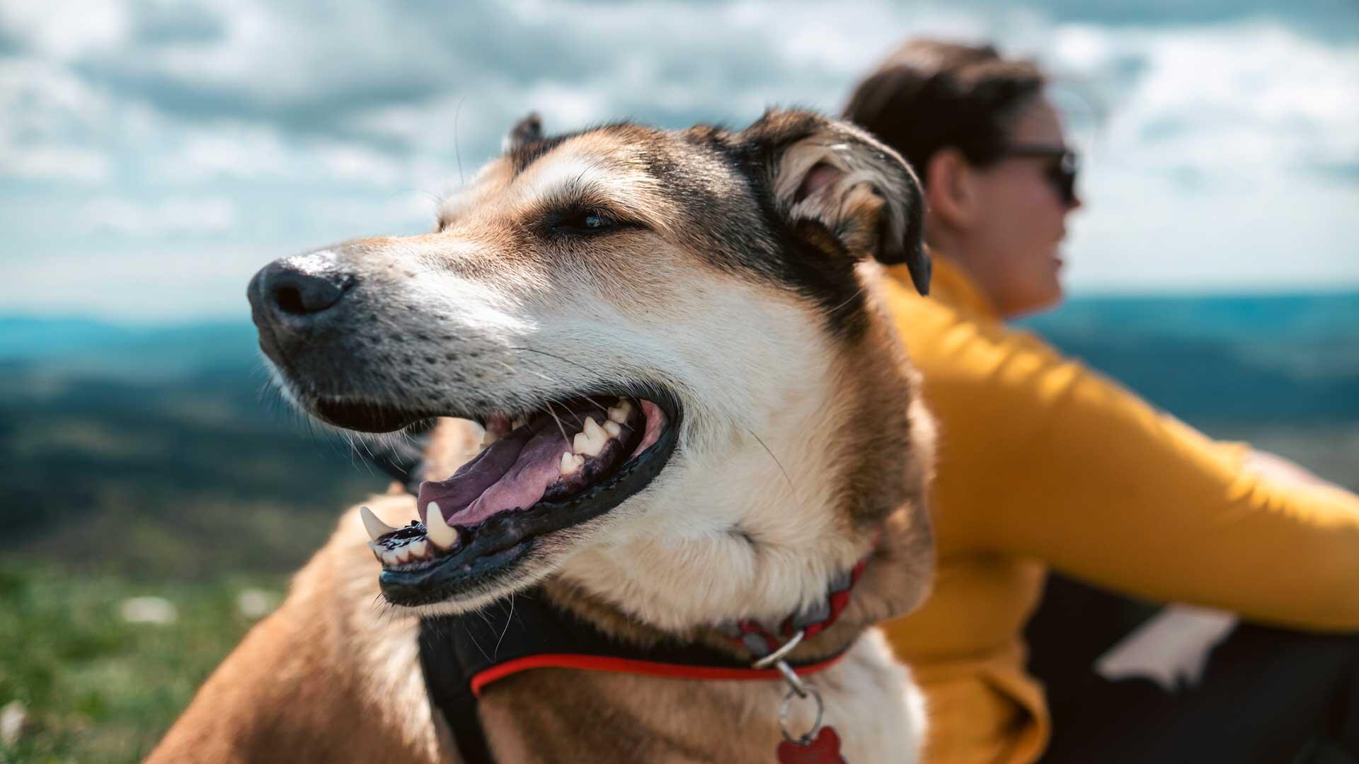 A dog sits atop a hill on a hike with its owner