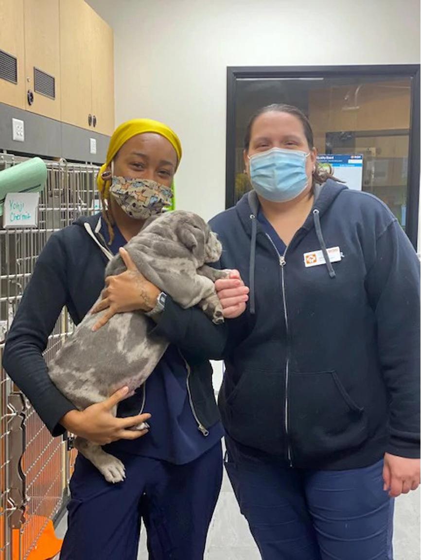 A couple of Banfield Associates holding a dog at the Banfield Pet Hospital