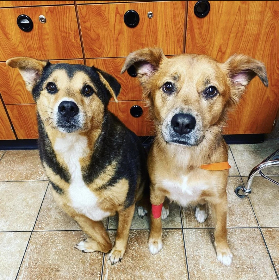 A couple of dogs sitting at the Banfield Pet Hospital, Covington, LA