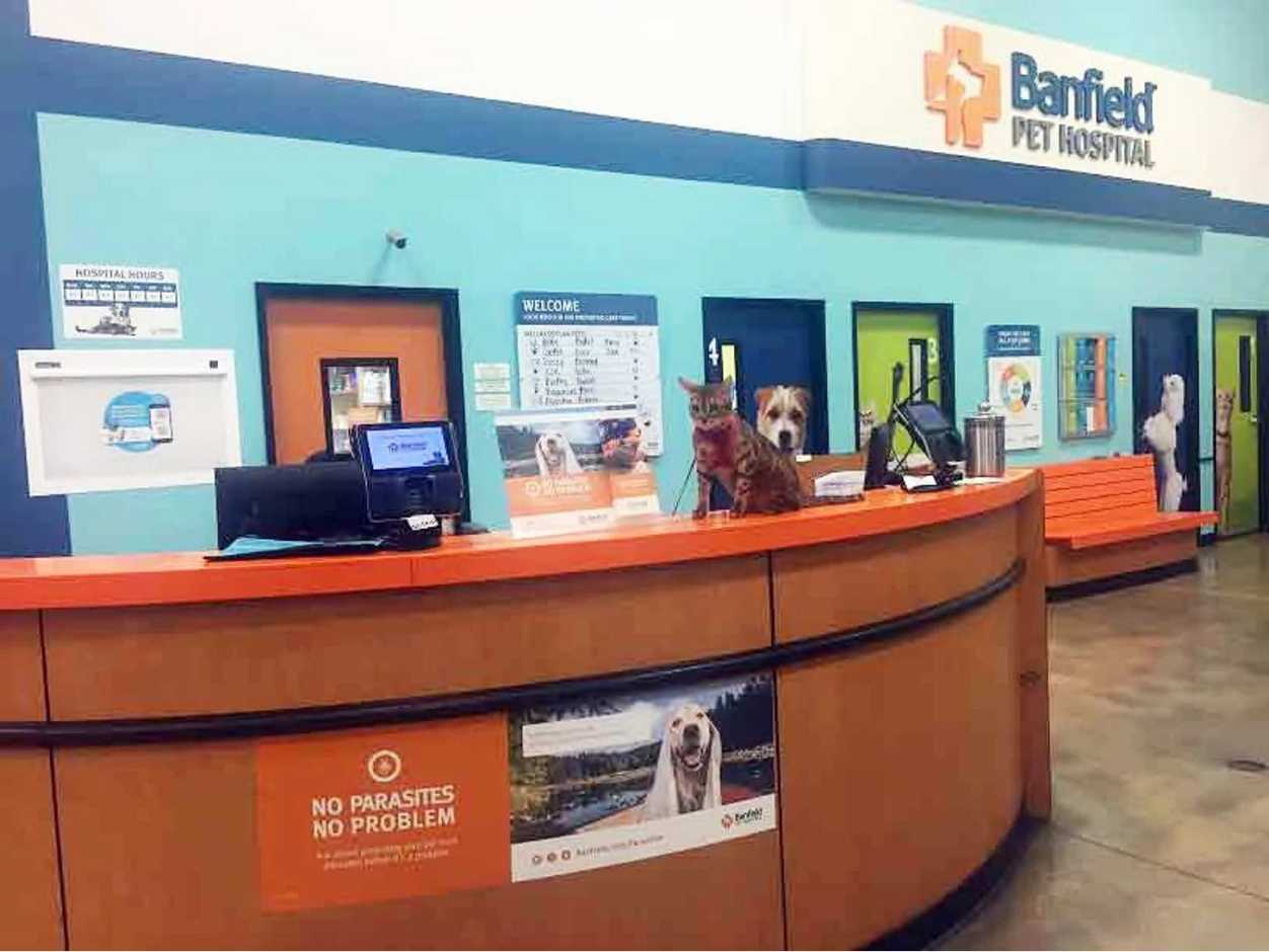 The front desk at the Banfield Pet Hospital