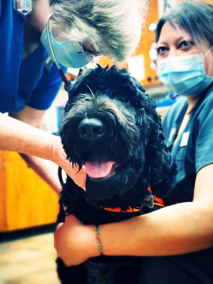 A couple of associates holding a black dog at the Banfield Pet Hospital