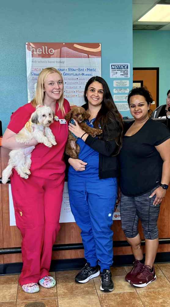 Group Associate photo at Banfield Bloomingdale 