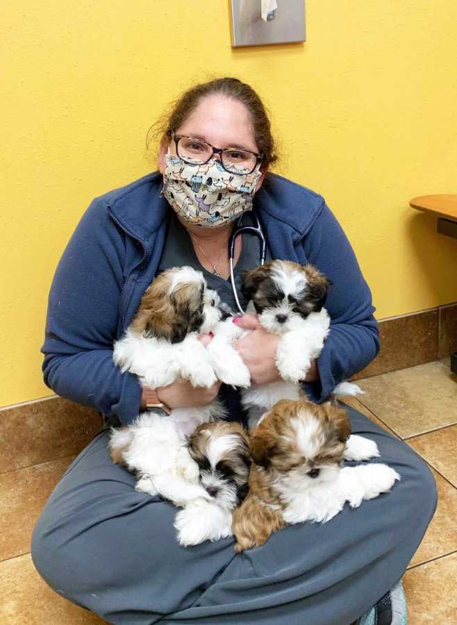 A female Banfield Associate with four little dogs sitting on her lap