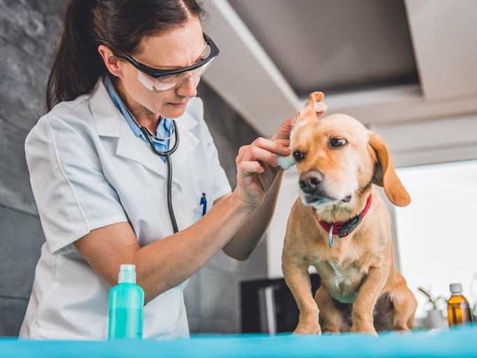 Vet treating dog's ear