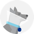 a dog in a collar