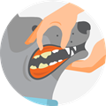 illustration of a dog getting its teeth examined